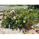 Shrub rose Marie Pavie
