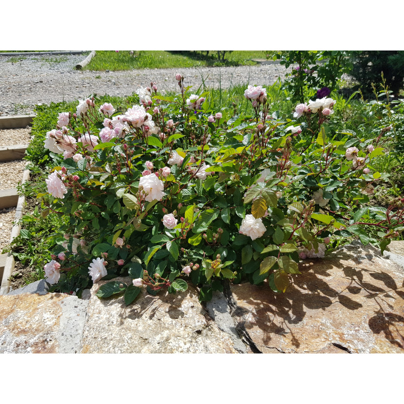 Shrub rose Marie Pavie