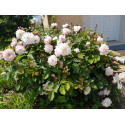 Shrub rose Marie Pavie