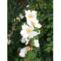 Rosier buisson Rosa Serica Pteracantha