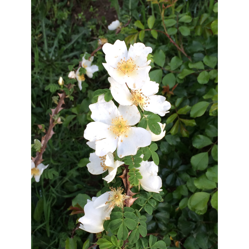 Rosier buisson Rosa Serica Pteracantha