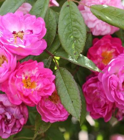 Climbing rose Rose de Monplaisir ®