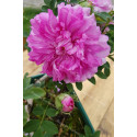 Shrub rose Rosa Roxburghii Plena /  chesnut rose