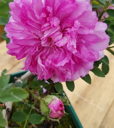 Shrub rose Rosa Roxburghii Plena /  chesnut rose