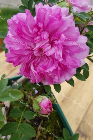 Shrub rose Rosa Roxburghii Plena /  chesnut rose