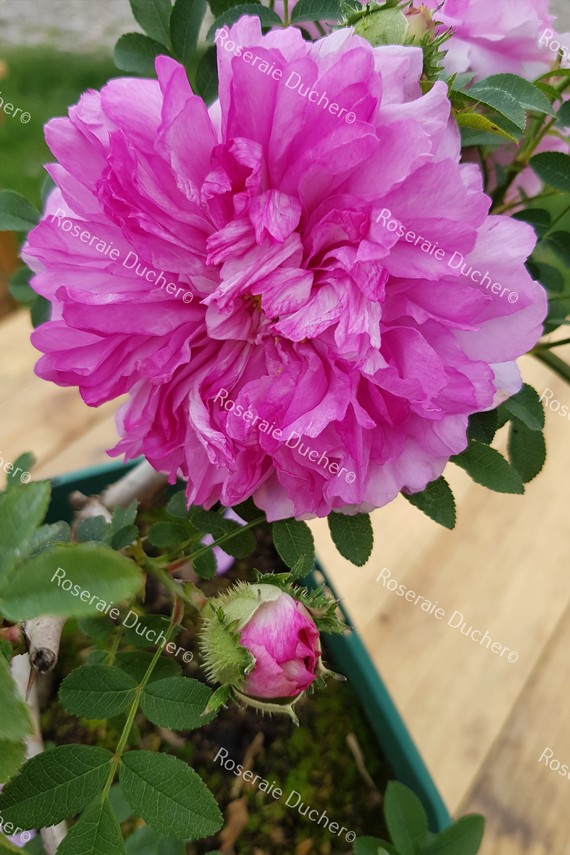 Rosier buisson Rosa Roxburghii Plena / rosier châtaigne