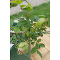 Shrub rose Rosa Roxburghii Plena /  chesnut rose