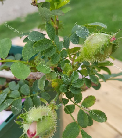 Rosier buisson Rosa Roxburghii Plena / rosier châtaigne