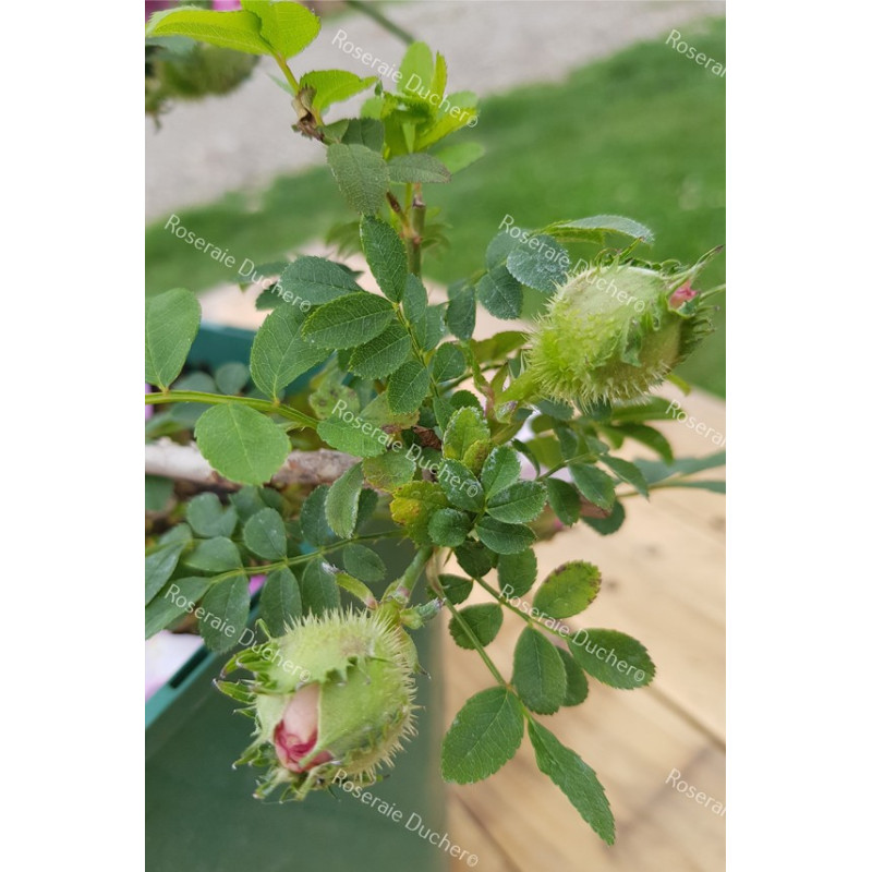 Shrub rose Rosa Roxburghii Plena /  chesnut rose