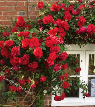 Climbing rose Heidelberg / Grussan  Heidelberg