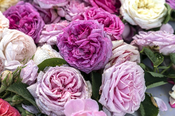 Highly Fragrant Roses