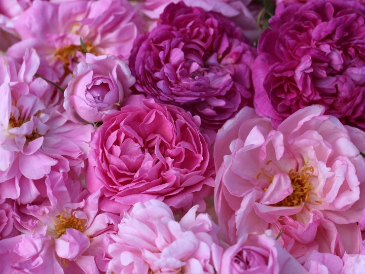 Roses de damas ( distillation, parfumerie, cuisine)  .Racines nues