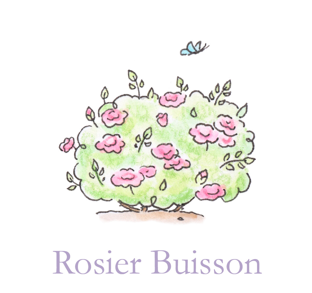 Rosiers buissons